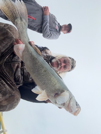 Walleye