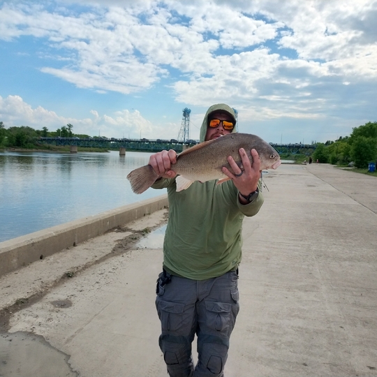 Freshwater Drum