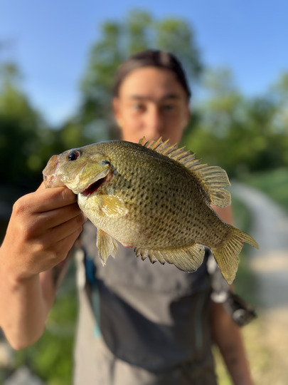 Rock Bass
