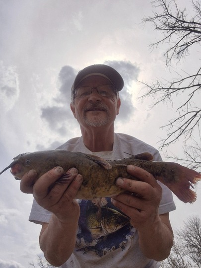 Bullhead