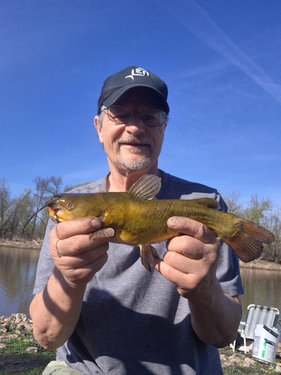 Bullhead