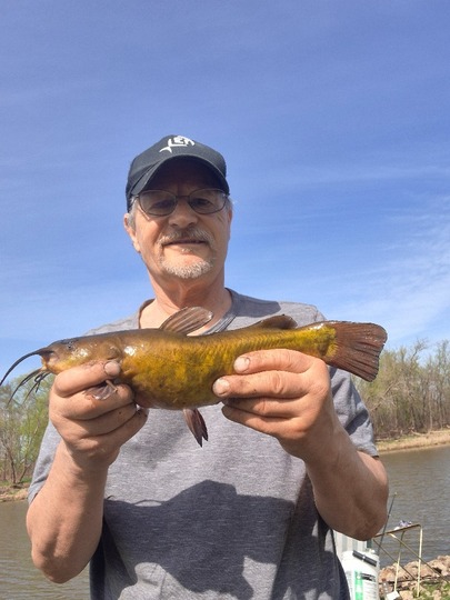 Bullhead