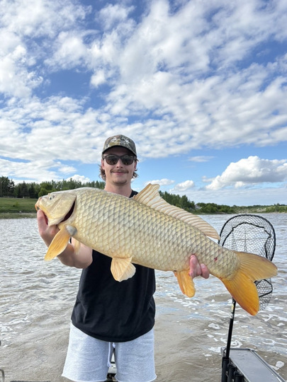 Common Carp