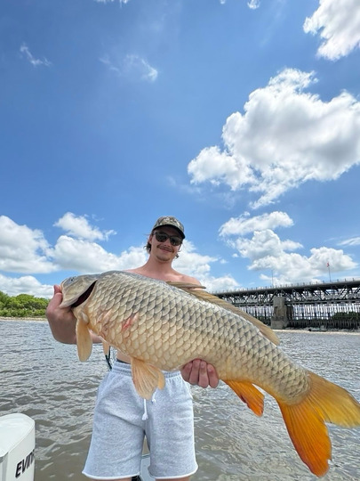 Common Carp