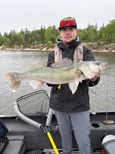 Walleye