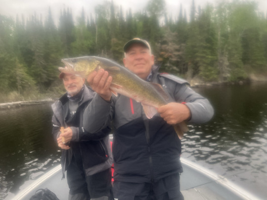 Walleye