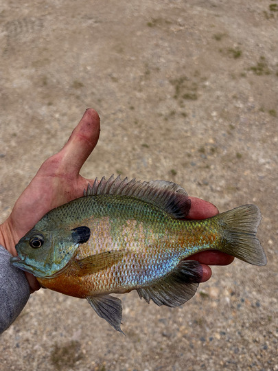 Sunfish