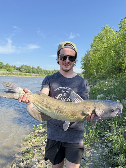 Channel Catfish