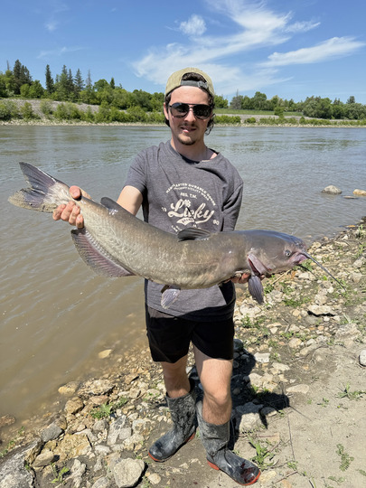 Channel Catfish