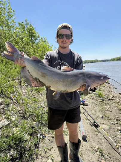Channel Catfish