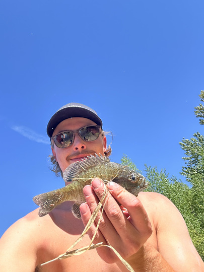 Sunfish