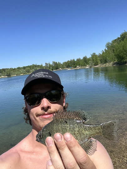 Sunfish