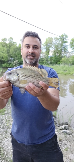 Rock Bass