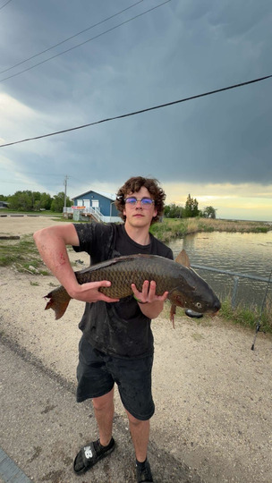 Common Carp