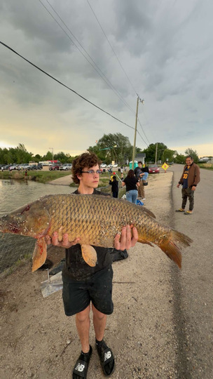 Common Carp