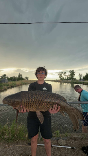 Common Carp