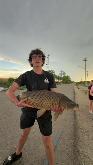 Common Carp