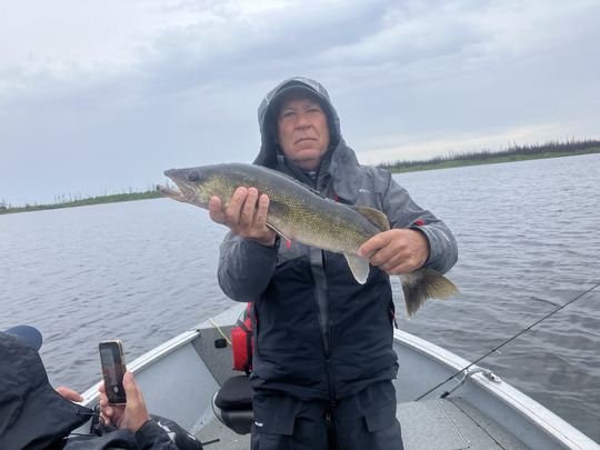 Walleye