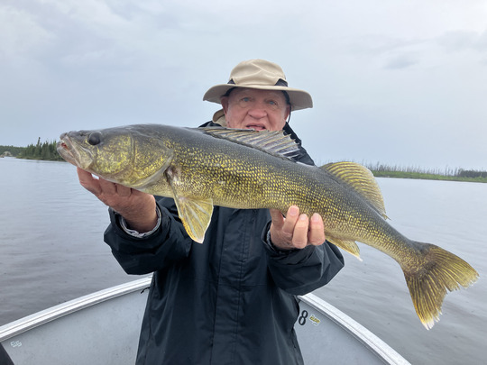 Walleye