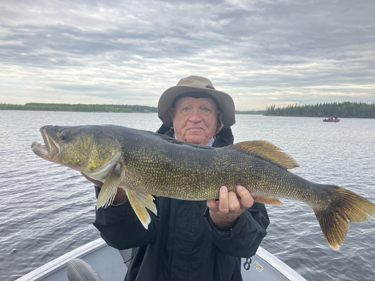 Walleye
