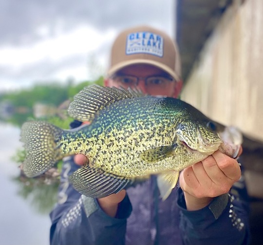 Black Crappie