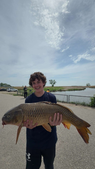 Common Carp