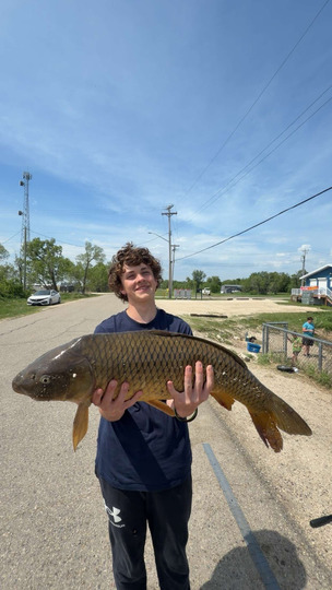 Common Carp
