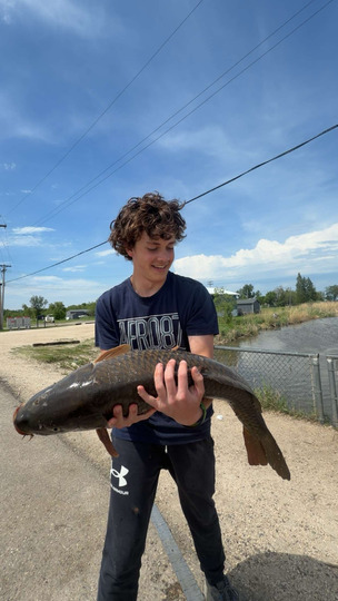 Common Carp