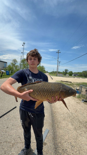 Common Carp