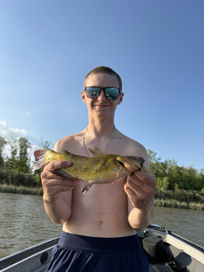 Bullhead
