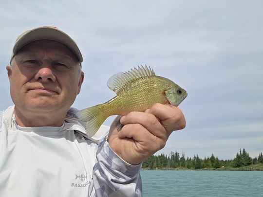 Sunfish