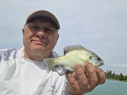 Sunfish