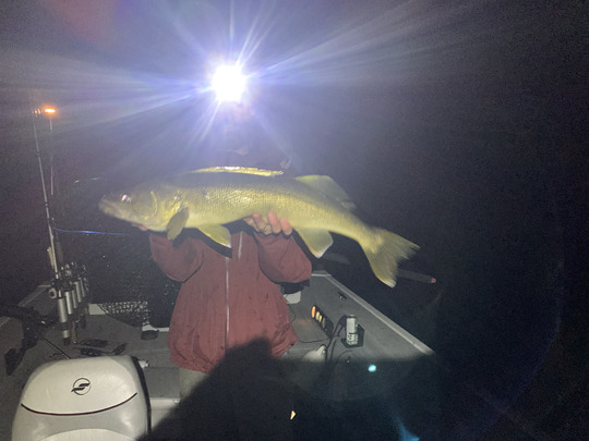 Walleye