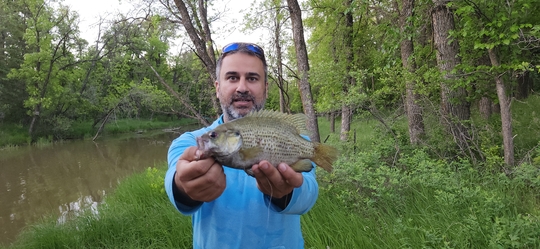 Rock Bass