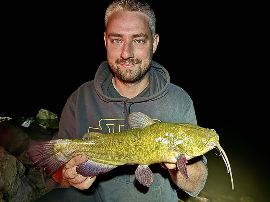 Bullhead