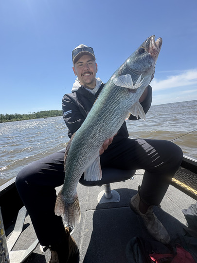Walleye