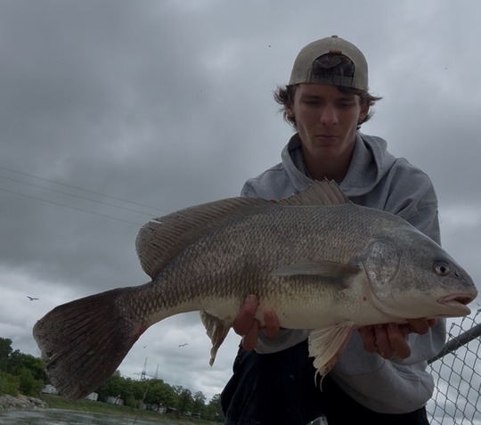 Freshwater Drum