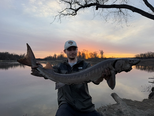 Lake Sturgeon
