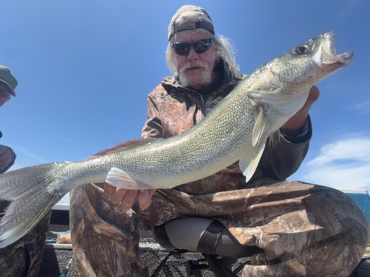 Walleye