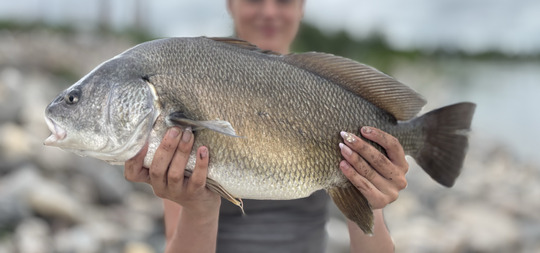 Freshwater Drum