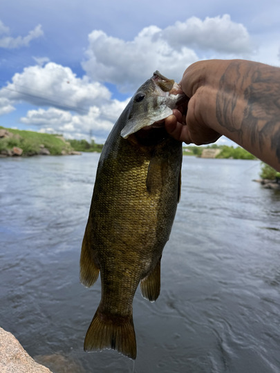 Smallmouth Bass