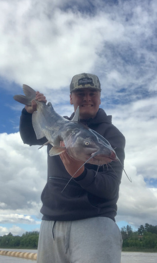 Channel Catfish