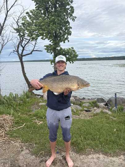 Common Carp