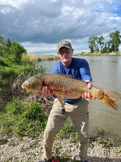 Common Carp