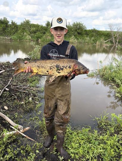 Common Carp