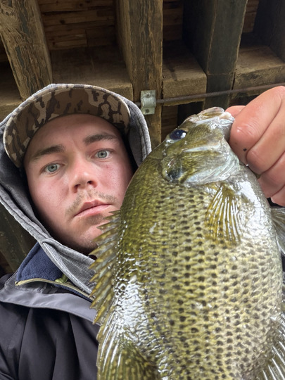 Rock Bass
