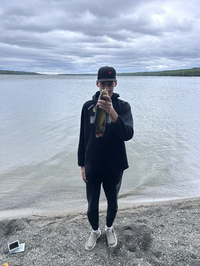 Bullhead