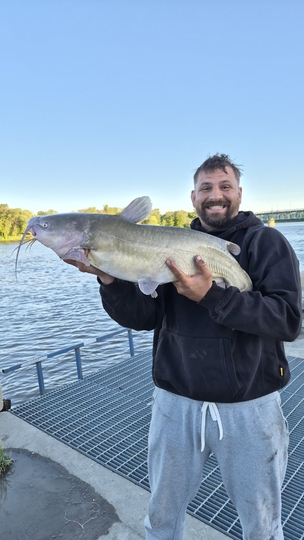 Channel Catfish