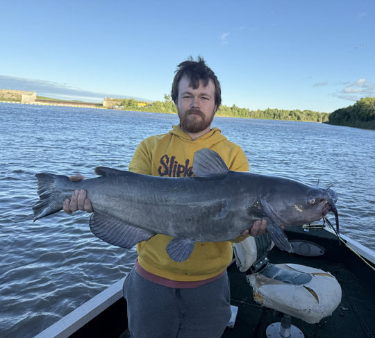 Channel Catfish