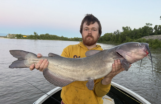 Channel Catfish